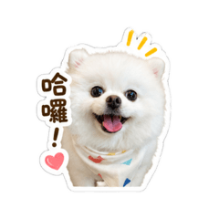 貪吃博美歐露露Lulu生活日常