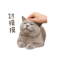 英國短毛貓紫丁香～我是姆粒寶寶2
