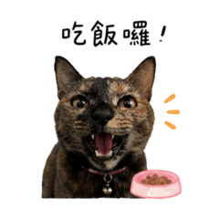 暴衝小貓·娜比