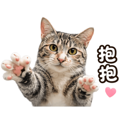 小黏：隨便！｜咪嚕：可以！