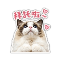 倫倫闆娘與她的布偶貓
