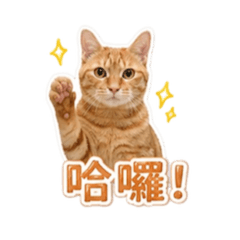 橘子很可愛