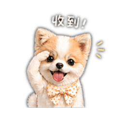 花博美：Dobby小蕃薯