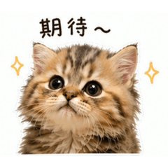 Luna 金虎斑寶寶