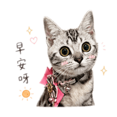 萌萌美短