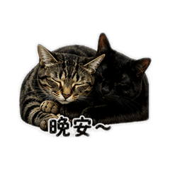 U咪＆魯魯ㄉ日常（貓）