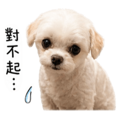 屎瑞多日常1૮ – ﻌ–ა
