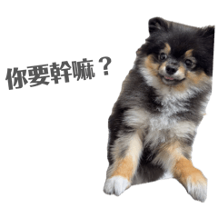 小狗哈娜