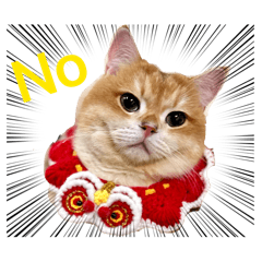 萌貓小虎日常