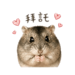 鼠～本燙