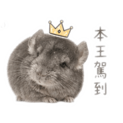 哈基米少爺
