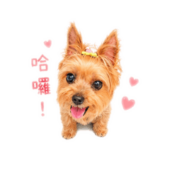 小Kiwi的撒嬌日常