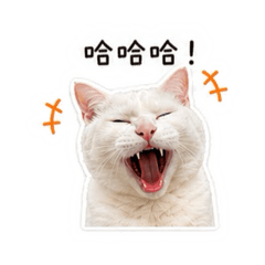 咪咪的頭