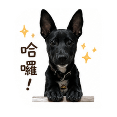 吉姐2