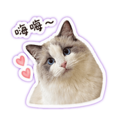 小喵冬寶