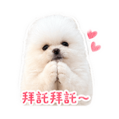 Pomeranian白博美