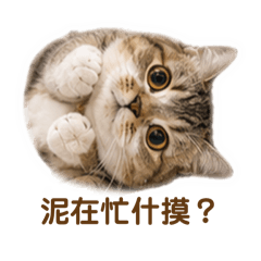 B毛姐妹（Habibi,Tiamo