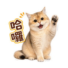 cute teddy cat