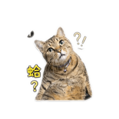 蛋餃喵