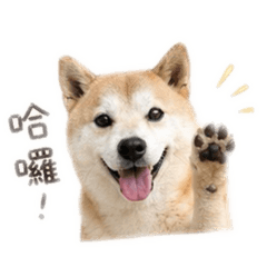 條條醬の日常