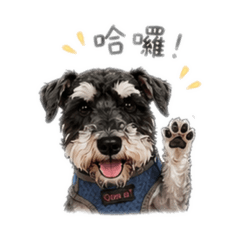 Schnauzer part1
