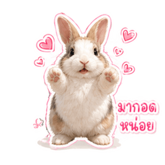 RABBIT TOAHOO