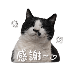 鬍子歪歪喵