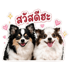 Goldencathome_20260430163234