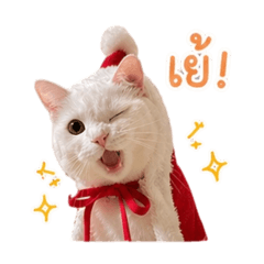 Snow is a cat