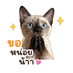 Shiitake Cat cute_20260430160432
