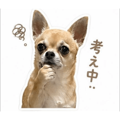 smooth Chihuahua2026