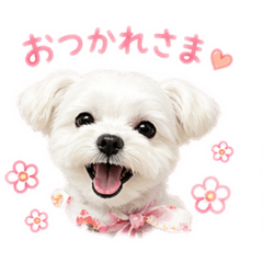 Komaru_20260501105103