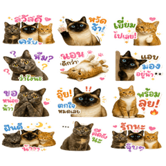 3 Cats 3 Colors