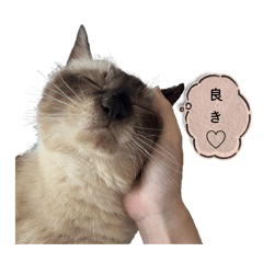 genmai_20260501111537