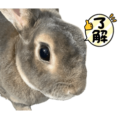 Wawawa_rabbit stump