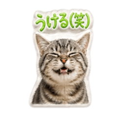 nyachi_20260501114728