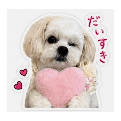 Mippo_20260501114030