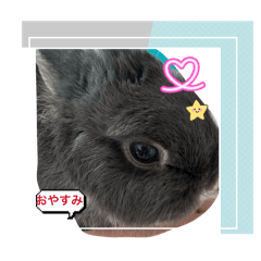 くるみうさぎ可愛い