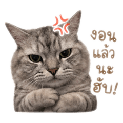 Saint the cat v.1