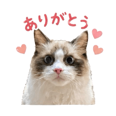 satomi_20260501130614