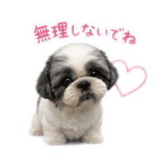 Hachi_20260501174851