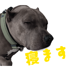 PITBULLHEADS_20260501132250