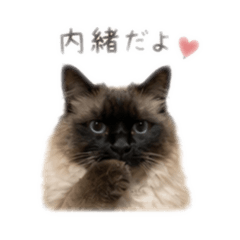Neko0422