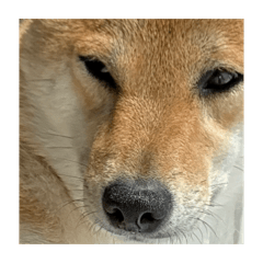 yuruikanji_20260501134828