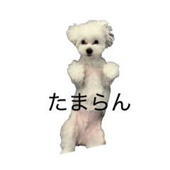 mochimam_20260501164443