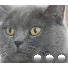 neko_20260501183043