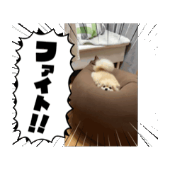 pon papa_20260502154854