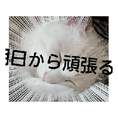kotokoto_20260502174540
