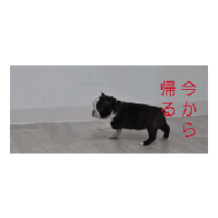 CHOCOLA_20260502193252