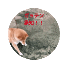 yosimotoya_20260503070502
